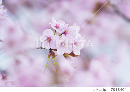 桜の彩り 7018404