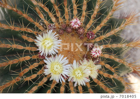 サボテンの花 サボテンの花 7018405