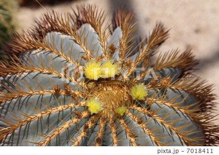 サボテンの花 7018411