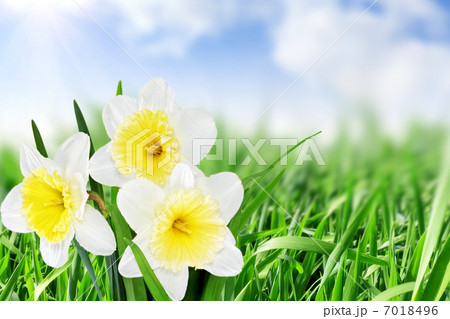 Beautiful spring flowers  background -narcissus (Daffodil) . 7018496