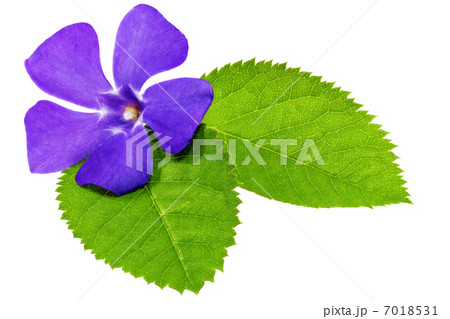 Violet flower on green leaf .Closeup on white background. Violet flower on green leaf .Closeup on white background. 7018531
