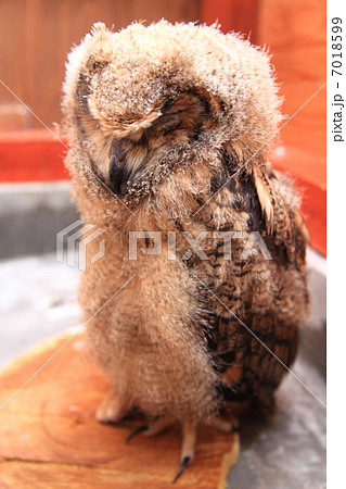 ミミズク ふくろう 猛禽類 ベンガルワシミミズク 雛 眠る ミミズク ふくろう 猛禽類 ベンガルワシミミズク 雛 眠る 7018599