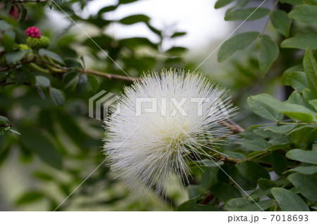 アルビフロラ 7018693