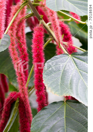ベニヒモノキ 7018694