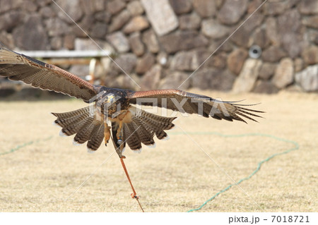 鷹　タカ　猛禽類　　飛ぶ　フライト　ハリスホーク 7018721