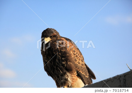 鷹　タカ　猛禽類 7018754