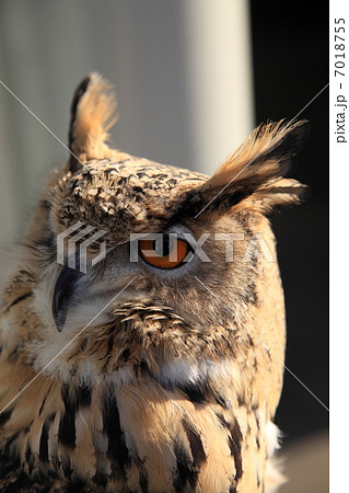 ミミズク ふくろう 猛禽類 トルクメニアンワシミミズク ミミズク ふくろう 猛禽類 トルクメニアンワシミミズク 7018755