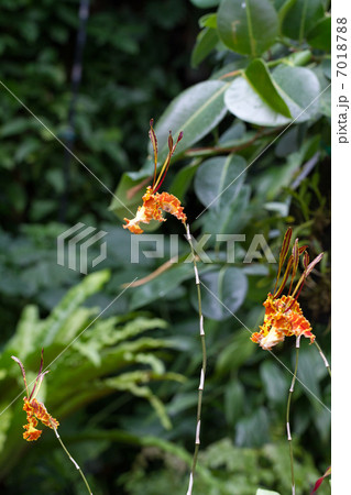 サイコプシス　カリヒ 7018788