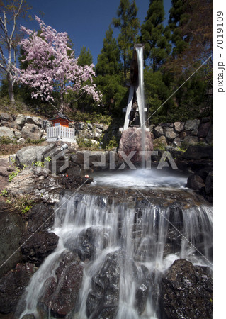 勝尾寺　灌頂滝　桜花 7019109