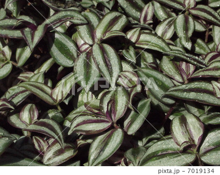 センブリナ　ペンドウラ 7019134