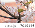 メジロと杏の花 7019146