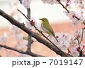 メジロと杏の花 7019147