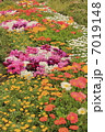 花畑 7019148