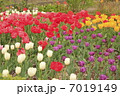チューリップ 7019149