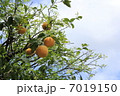 夏みかん 7019150