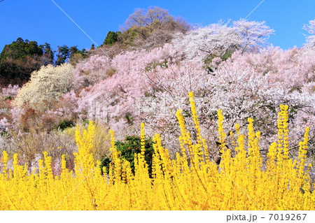 春の花見山 7019267