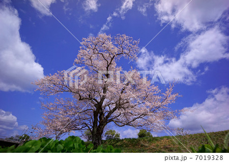 広がる雲と般若寺一本桜 7019328