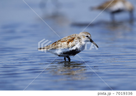 ハマシギ 7019336