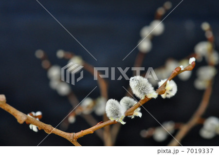 ネコヤナギ雌花 ネコヤナギ雌花 7019337