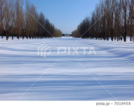 ポプラ並木 7019458