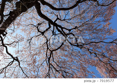 弾正糸桜 7019577