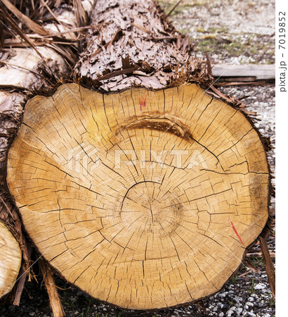 用材イメージ　丸太　背景素材 7019852