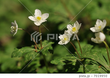 春のキンポウゲ ~ニリンソウ~ 春のキンポウゲ ~ニリンソウ~ 7019950