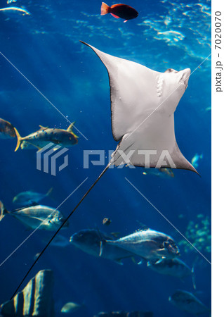 Manta ray floating underwater 7020070