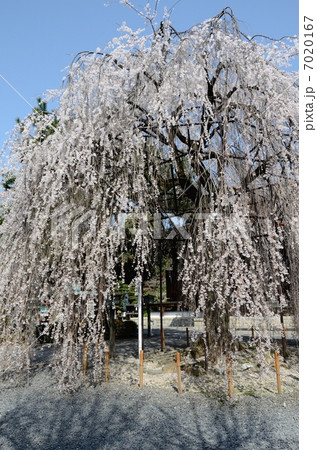 千本釈迦堂、おかめ桜 7020167