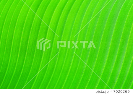 Green texture of banana leaf. Nature background 7020269