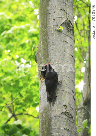 クマゲラ 7020546