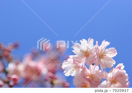 八重紅彼岸 八重紅彼岸 7020937