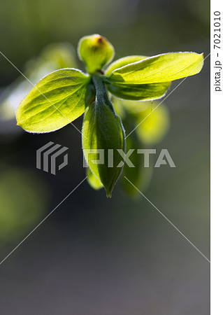 ヤマガキ若芽 7021010
