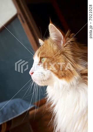 猫 7021028