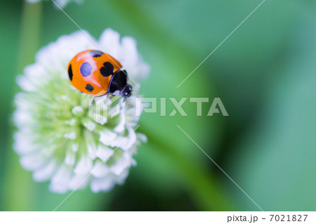 幸せのてんとう虫 7021827