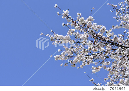 シダレザクラ(枝垂れ桜) シダレザクラ(枝垂れ桜) 7021965