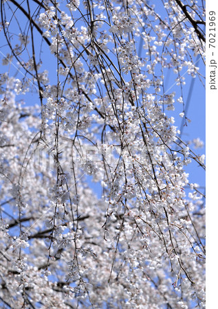 シダレザクラ（枝垂れ桜） 7021969