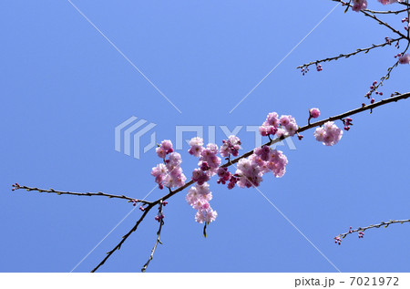 シダレザクラ(枝垂れ桜) シダレザクラ(枝垂れ桜) 7021972