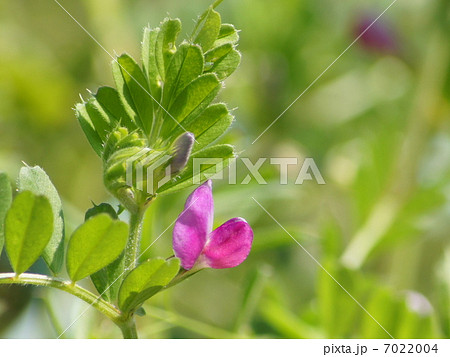 ヤハズエンドウ（正式名）：カラスノエンドウ 7022004