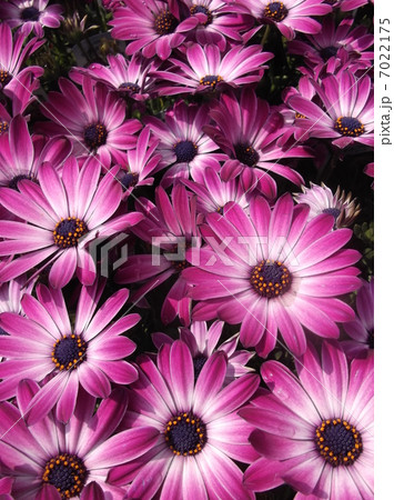 ５月の花壇を飾るキク科の植物たち 7022175