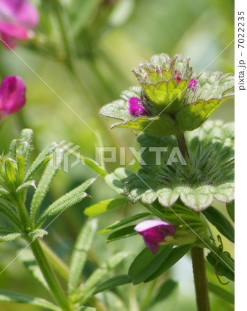 春の野原(ホトケノザ&カラスノエンドウ) 春の野原(ホトケノザ&カラスノエンドウ) 7022235