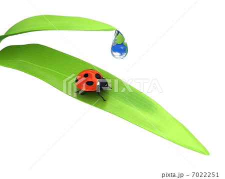 Ladybird over white background 7022251