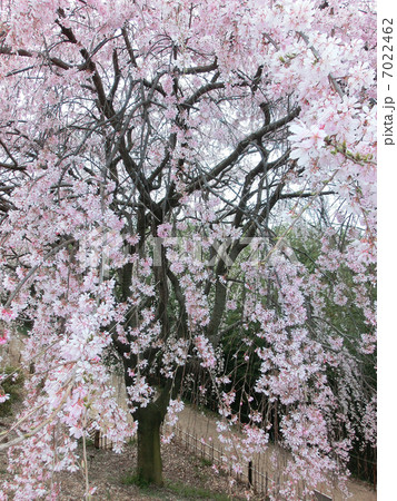 紅しだれ桜 7022462