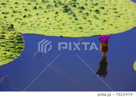 オニバスの花一輪 7022474