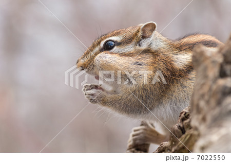 野生のエゾシマリス 7022550