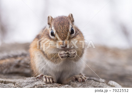 野生のエゾシマリス 野生のエゾシマリス 7022552