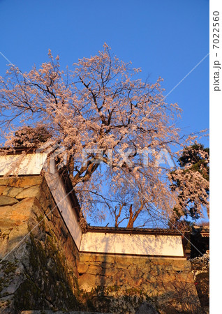 大雲寺の桜 7022560