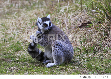 ワオキツネザル ワオキツネザル 7022573