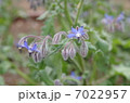 ルリジサ 7022957