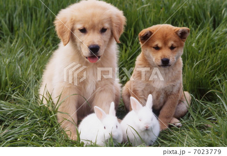 ゴールデンレトリバーと柴犬と白ウサギの写真素材